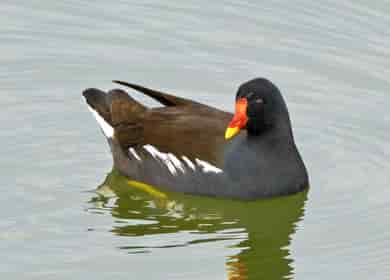 鳥類図鑑・バン